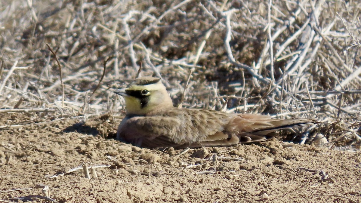 Horned Lark - ML630003388