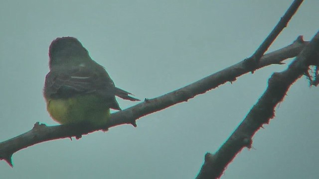 Dusky-capped Flycatcher - ML630003435