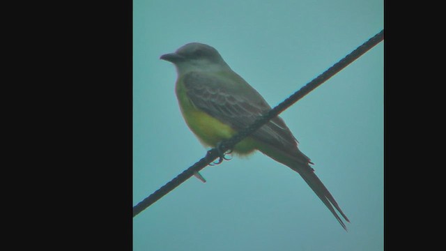 Dusky-capped Flycatcher - ML630003441