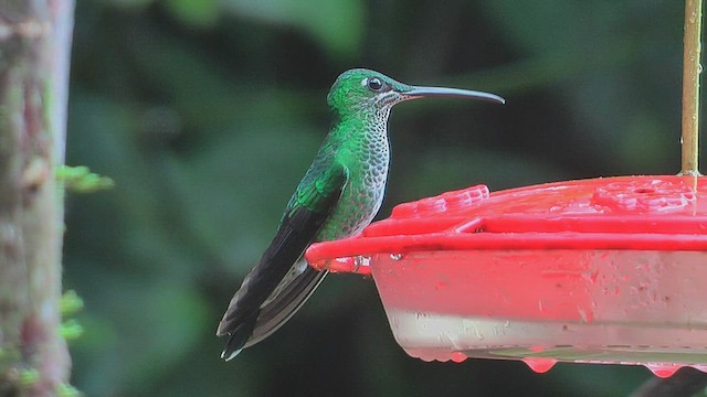 Green-crowned Brilliant - ML630003519