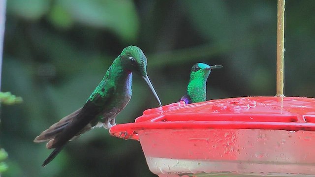 Green-crowned Brilliant - ML630003523
