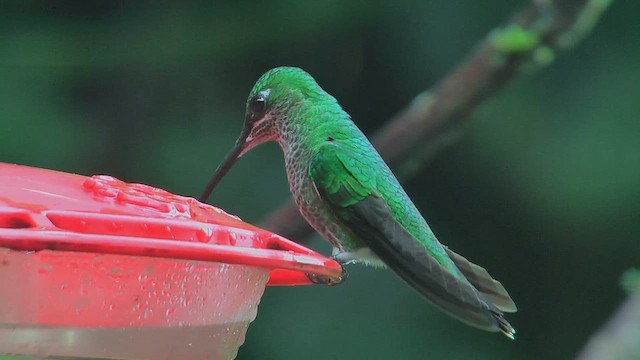 Green-crowned Brilliant - ML630003524