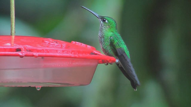 Green-crowned Brilliant - ML630003525