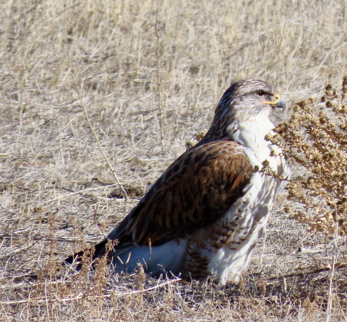 Ferruginous Hawk - ML630003530