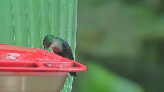 Crowned Woodnymph (Green-crowned) - ML630003568