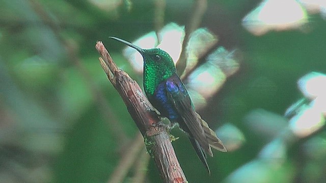 Crowned Woodnymph (Green-crowned) - ML630003569