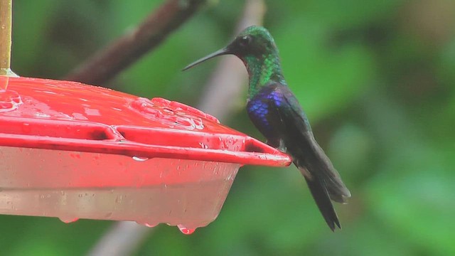 Crowned Woodnymph (Green-crowned) - ML630003570