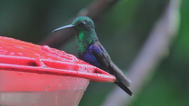 Crowned Woodnymph (Green-crowned) - ML630003571
