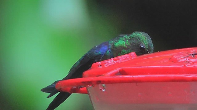 Crowned Woodnymph (Green-crowned) - ML630003572