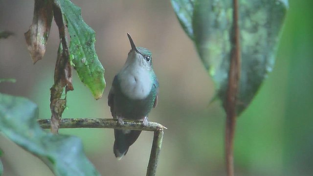 Crowned Woodnymph (Green-crowned) - ML630003573