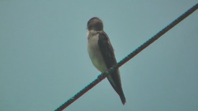 Gray-breasted Martin - ML630003587