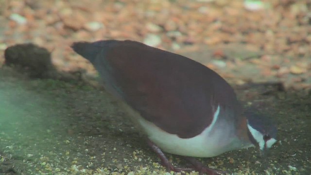 Purple Quail-Dove - ML630003619