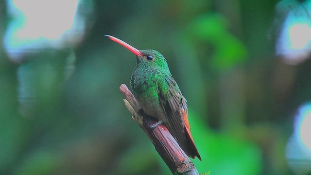 Rufous-tailed Hummingbird - ML630003683