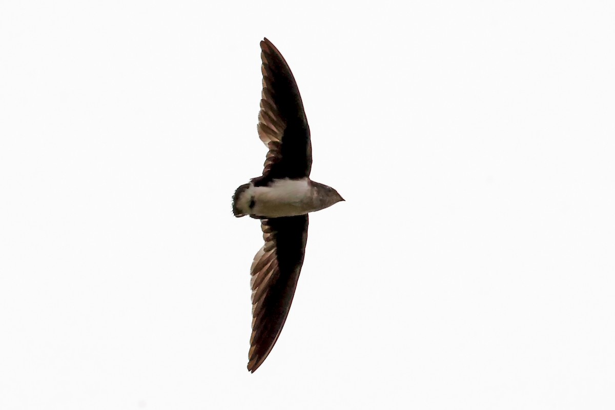 Cassin's Spinetail - ML630003693