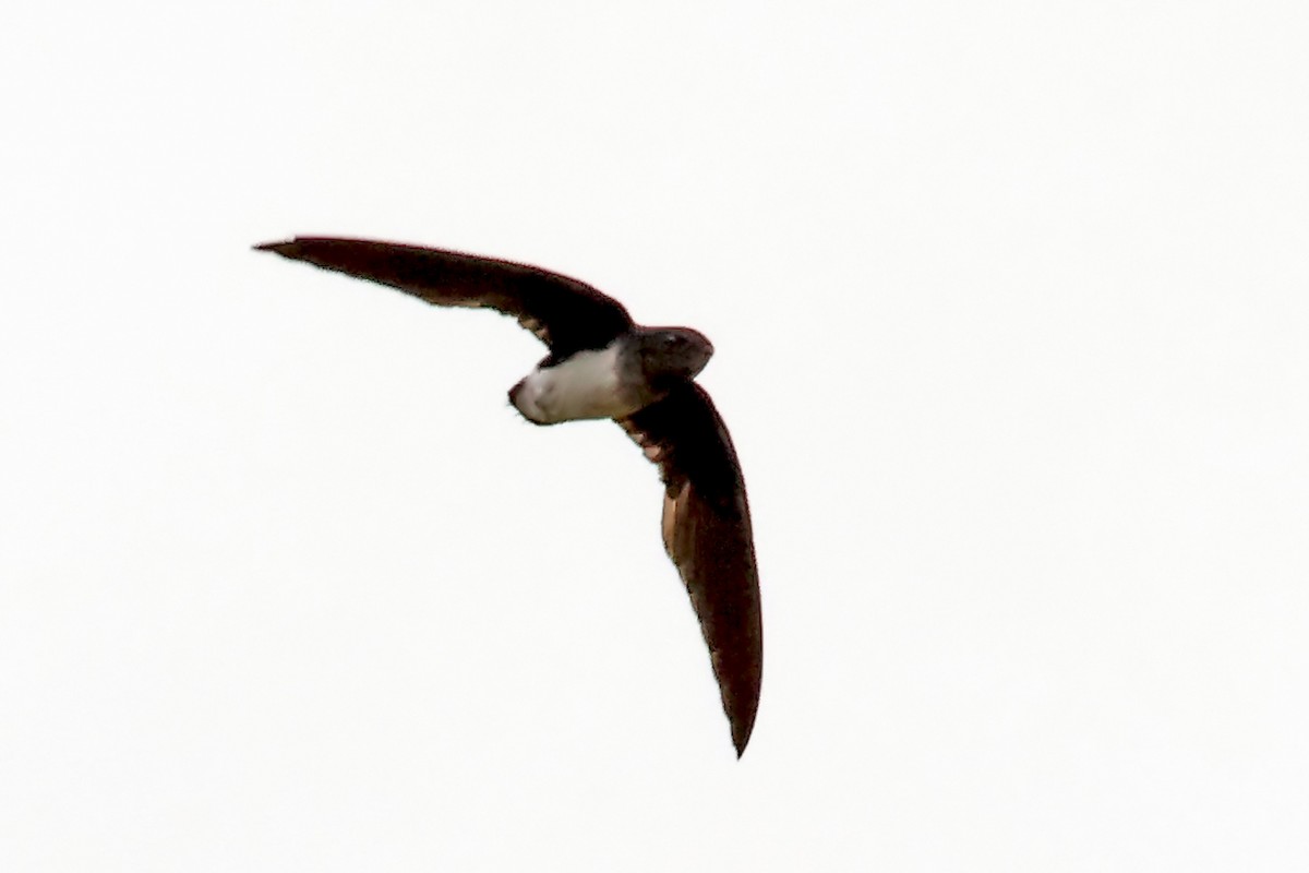 Cassin's Spinetail - ML630003694