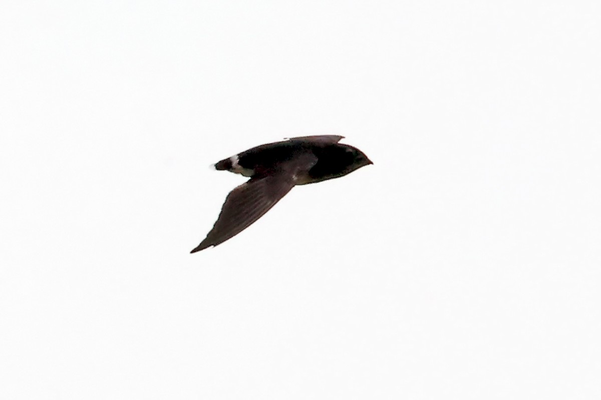 Cassin's Spinetail - ML630003695