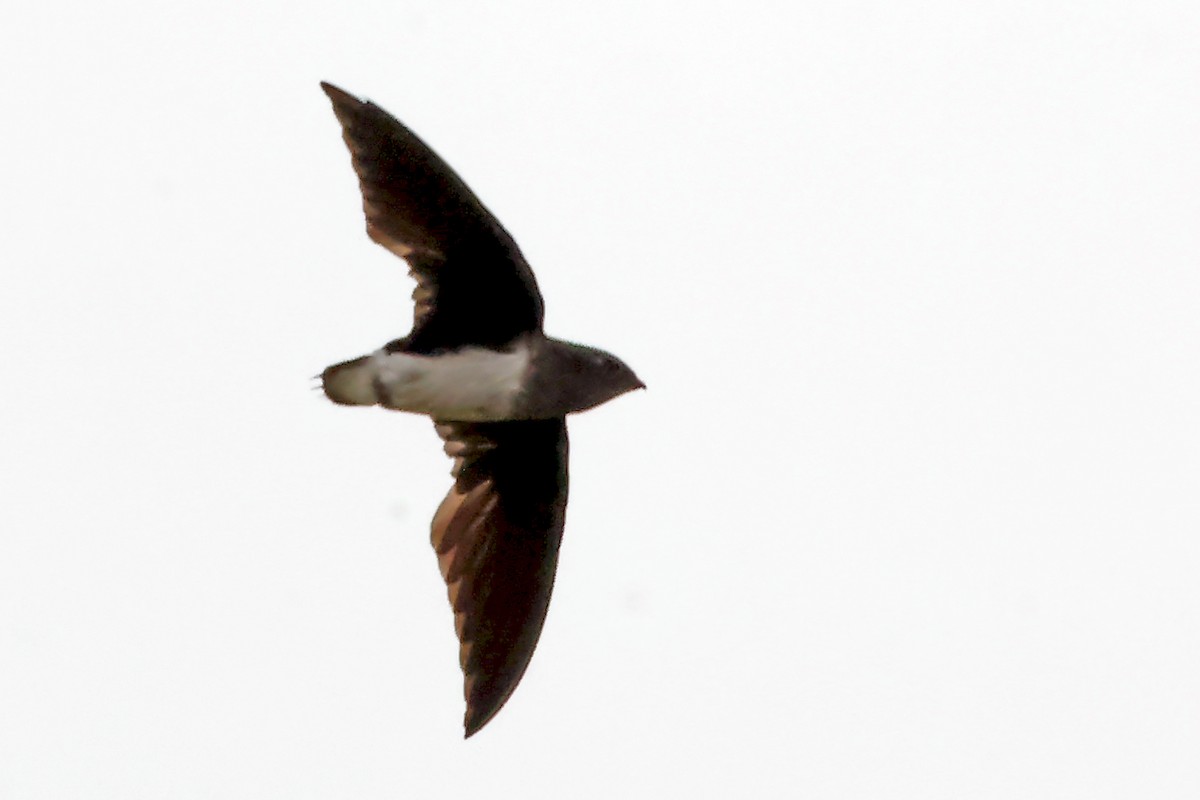 Cassin's Spinetail - ML630003697