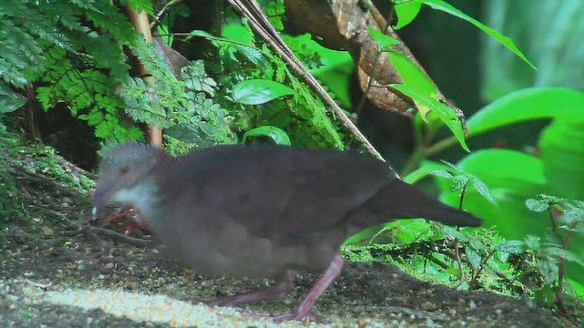 White-throated Quail-Dove - ML630003763