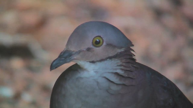 White-throated Quail-Dove - ML630003764