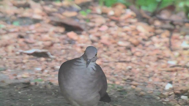 White-throated Quail-Dove - ML630003766