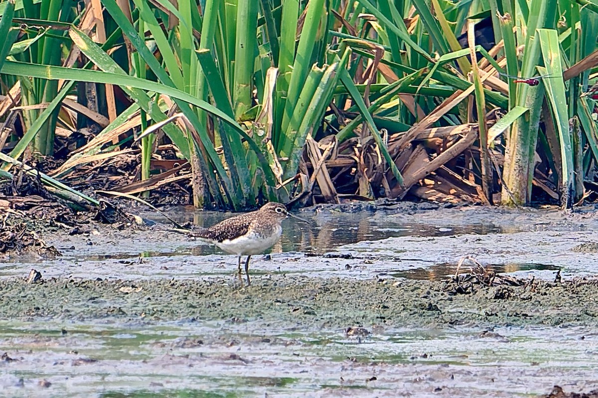 Solitary Sandpiper - ML630003840