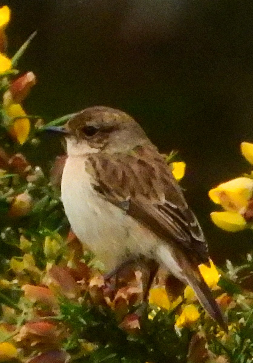 Amur Stonechat - ML630004009