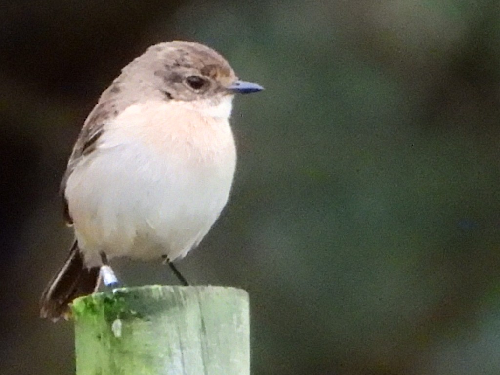 Amur Stonechat - ML630004017