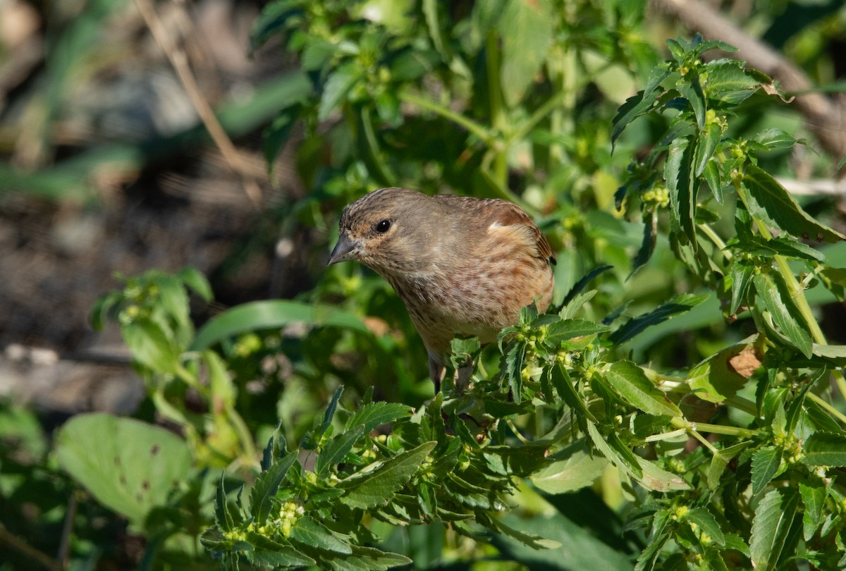 konopka obecná - ML630004018