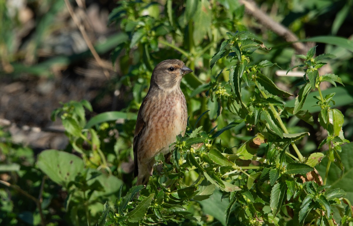 konopka obecná - ML630004019