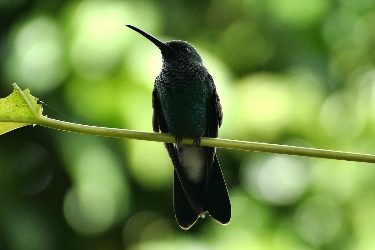 White-vented Plumeleteer - ML630004133