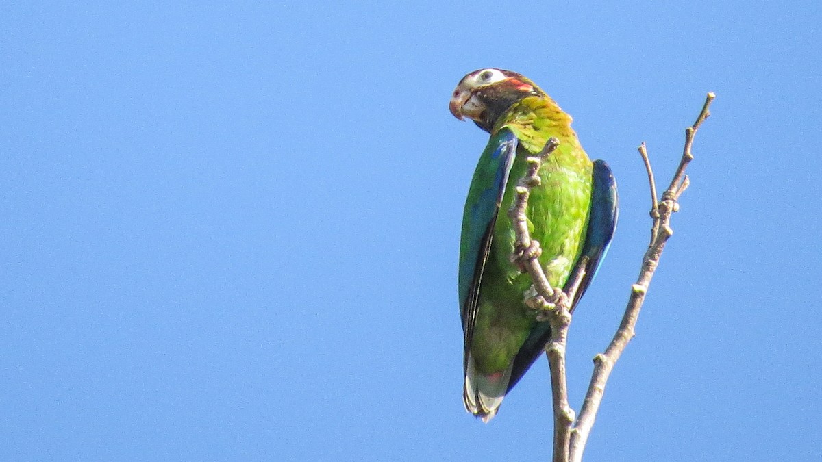 Brown-hooded Parrot - ML630004199