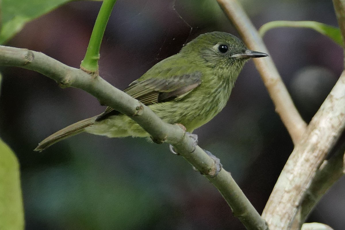 Olive-striped Flycatcher - ML630004210