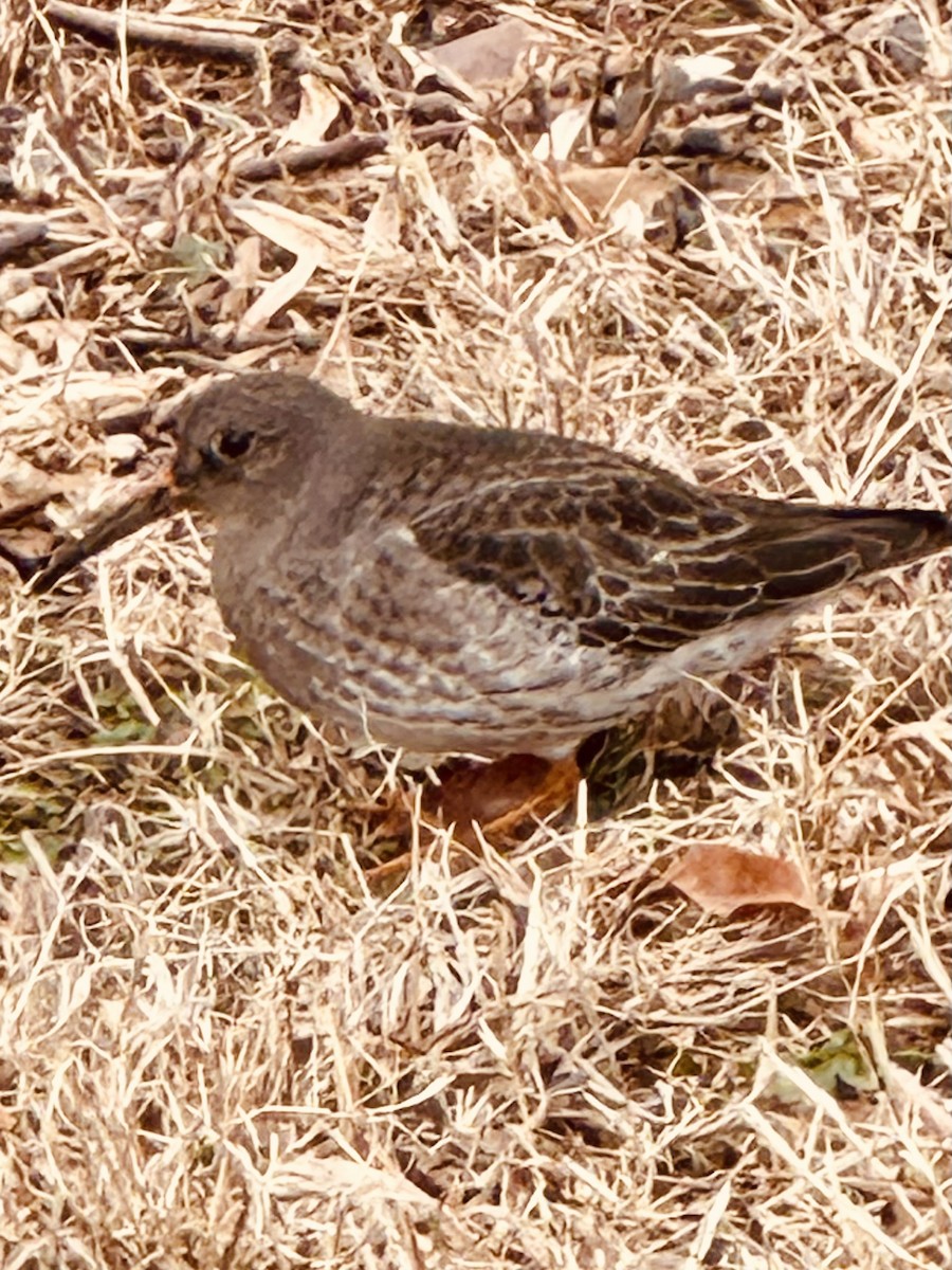 Purple Sandpiper - ML630004231