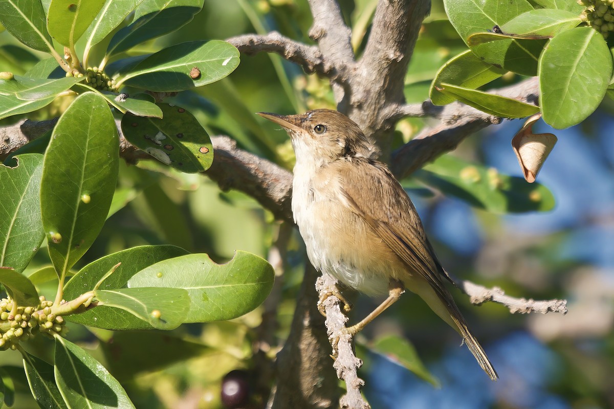 Common Reed Warbler - ML630004341