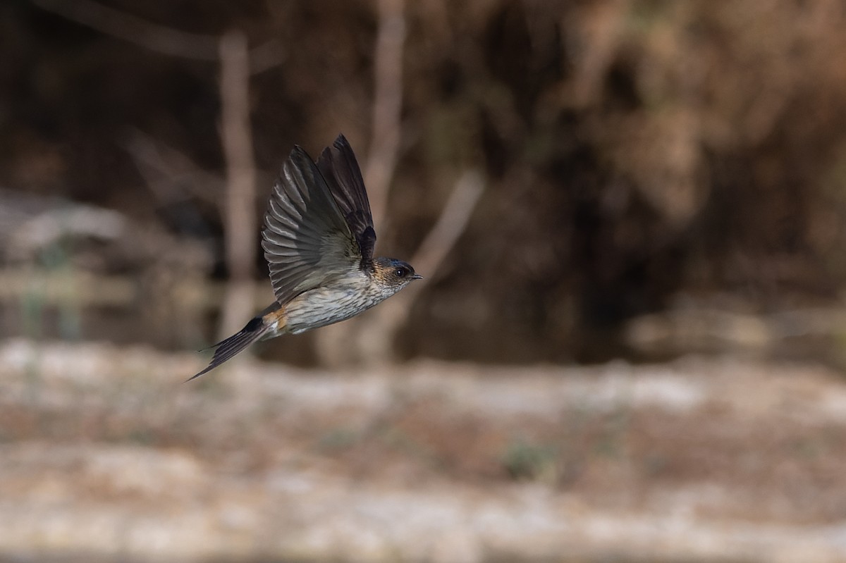 Eastern Red-rumped Swallow - ML630004638
