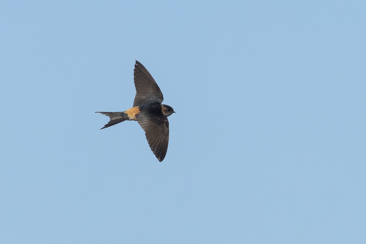 Eastern Red-rumped Swallow - ML630004639