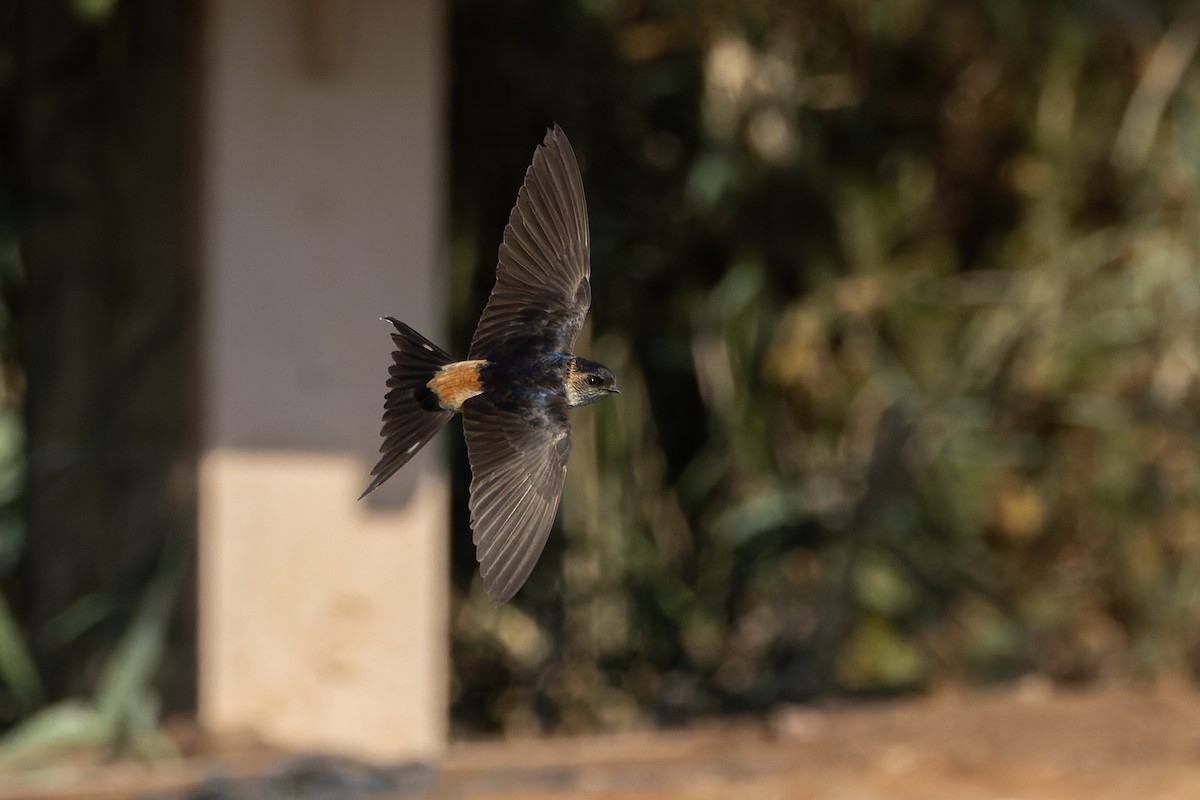 Eastern Red-rumped Swallow - ML630004640
