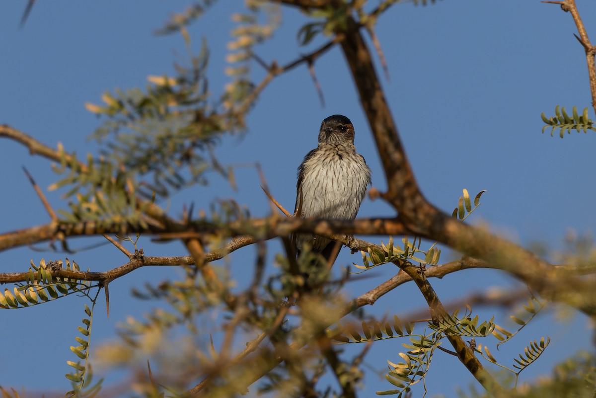 Eastern Red-rumped Swallow - ML630004641
