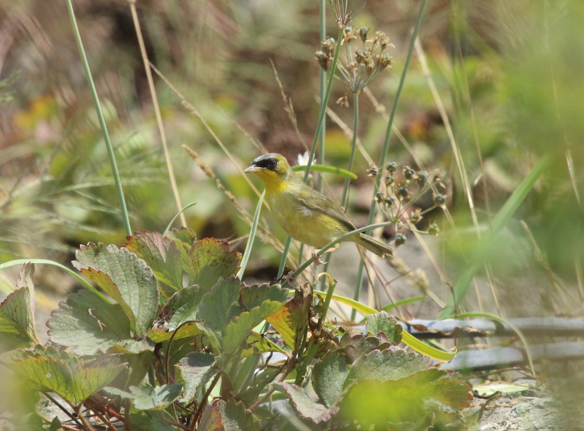 Black-lored Yellowthroat - ML630004648