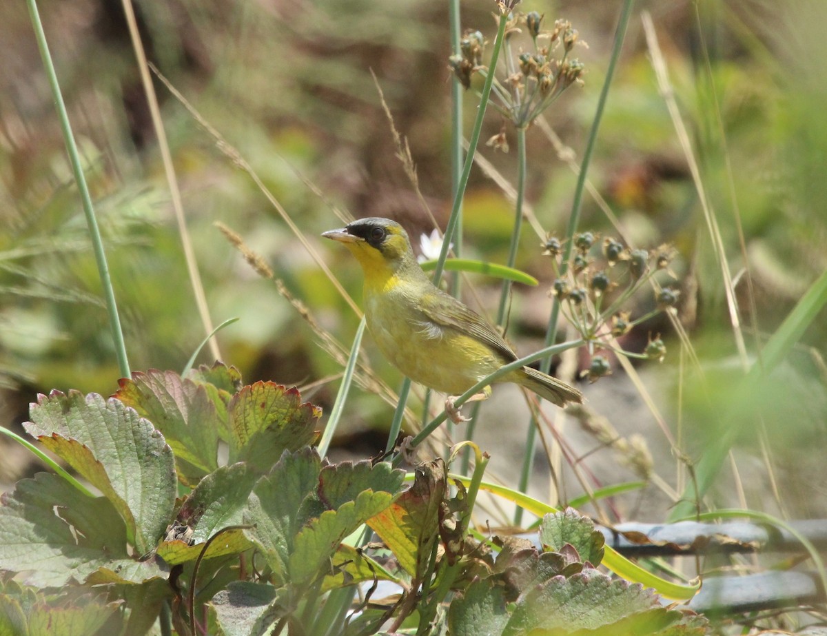Black-lored Yellowthroat - ML630004649