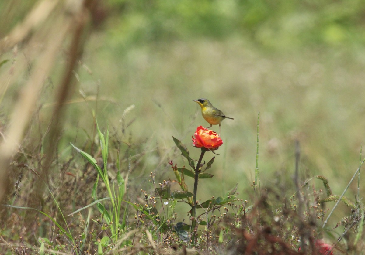 Black-lored Yellowthroat - ML630004650