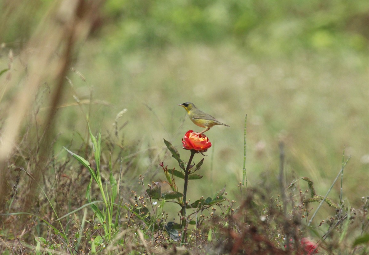 Black-lored Yellowthroat - ML630004651
