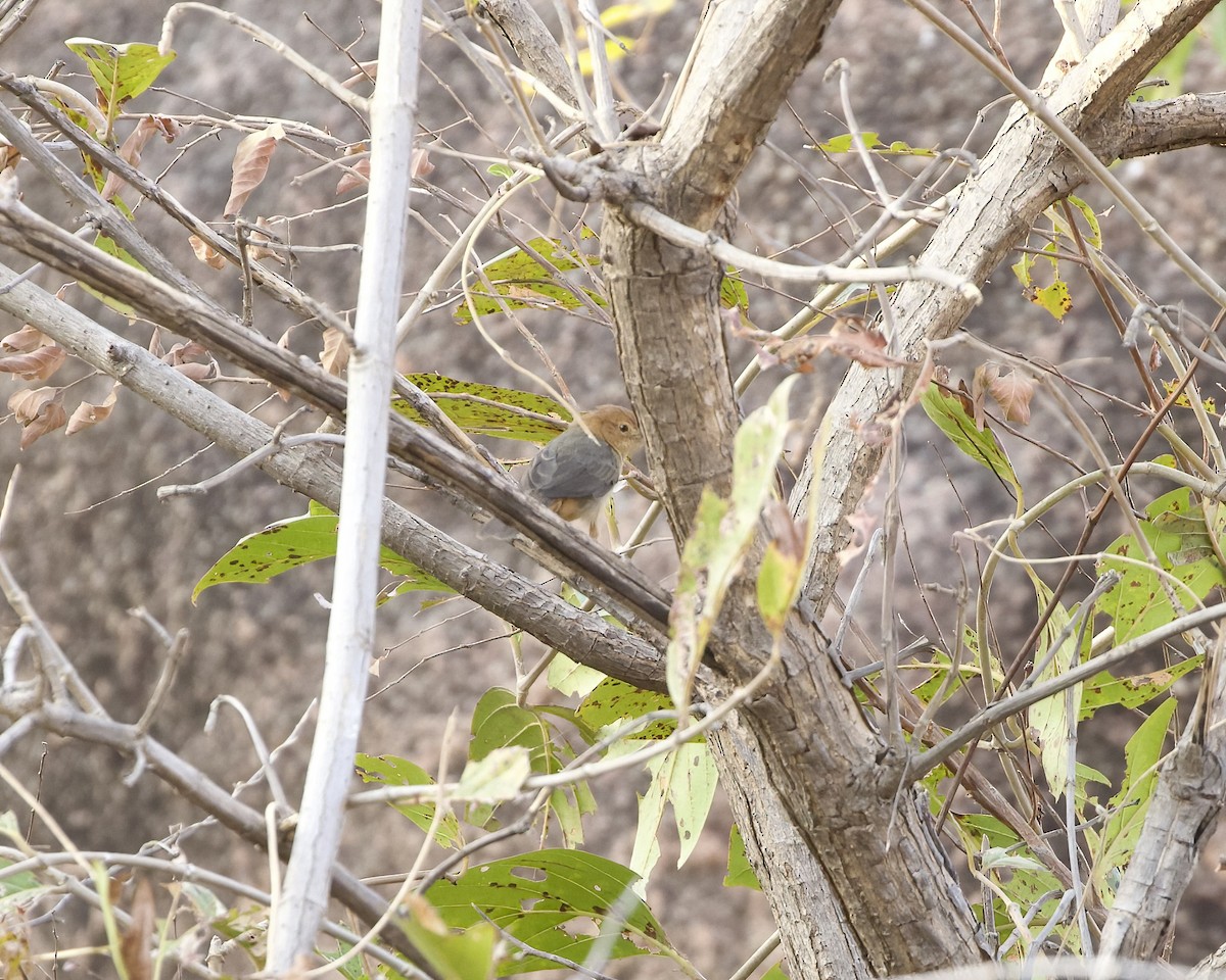 Rock-loving Cisticola - ML630004779
