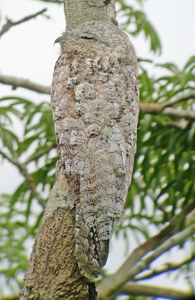 Great Potoo - ML630004963
