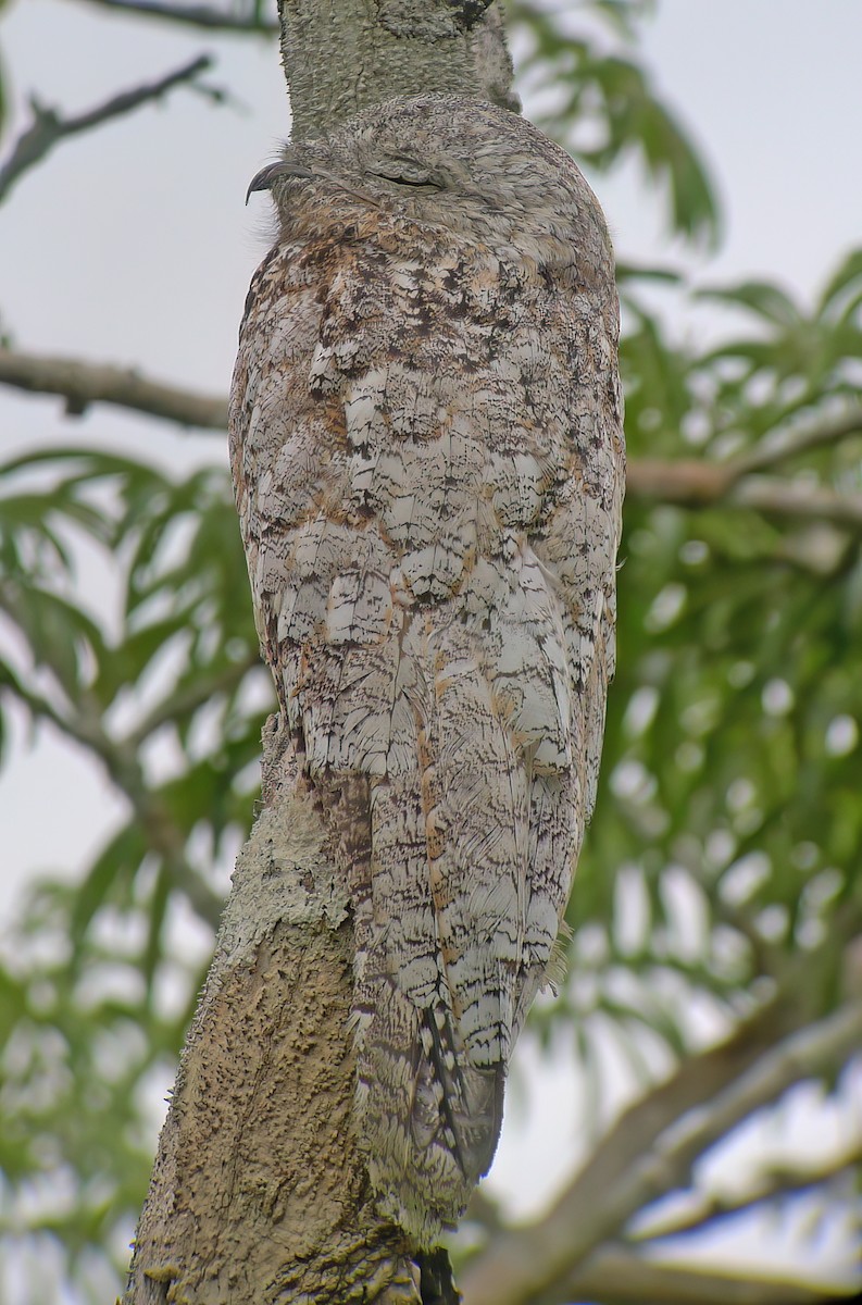Great Potoo - ML630004964