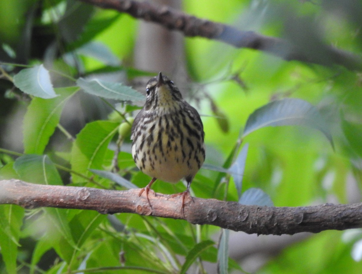 Northern Waterthrush - ML630004990
