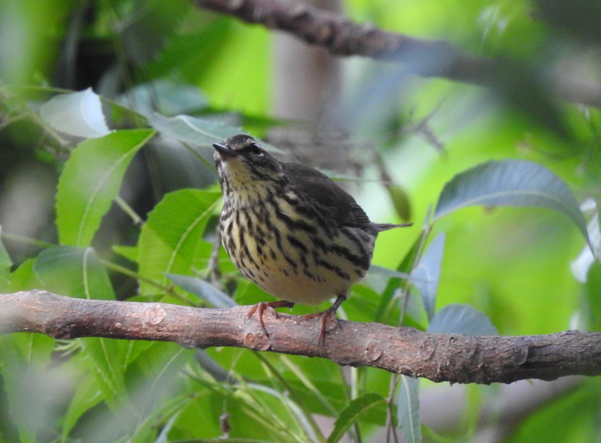 Northern Waterthrush - ML630004991