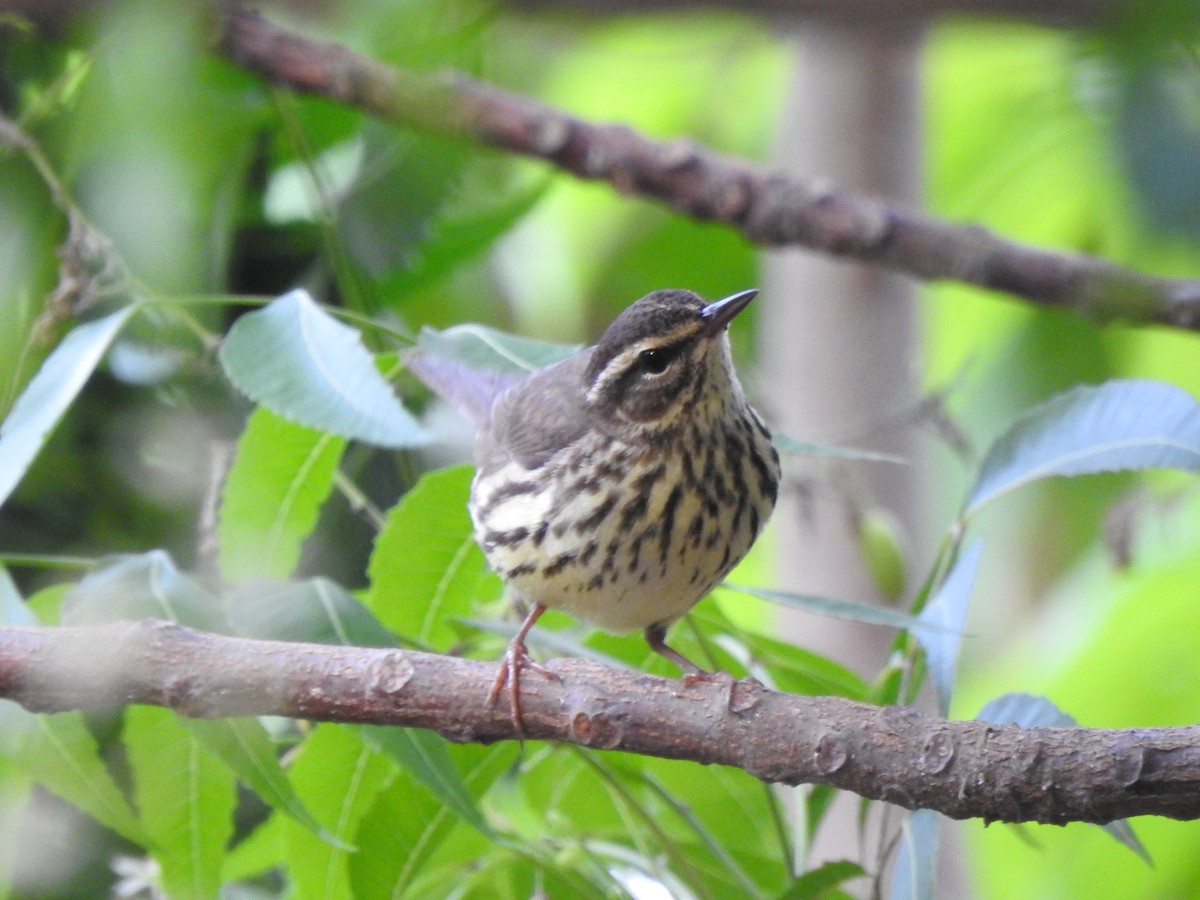 Northern Waterthrush - ML630004994