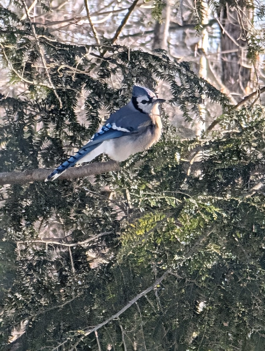 Blue Jay - ML630005036