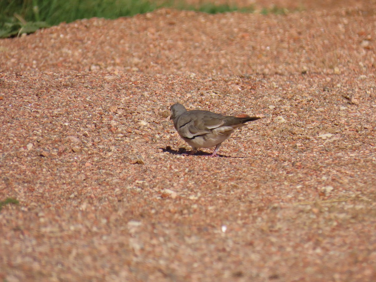 Picui Ground Dove - ML630005075